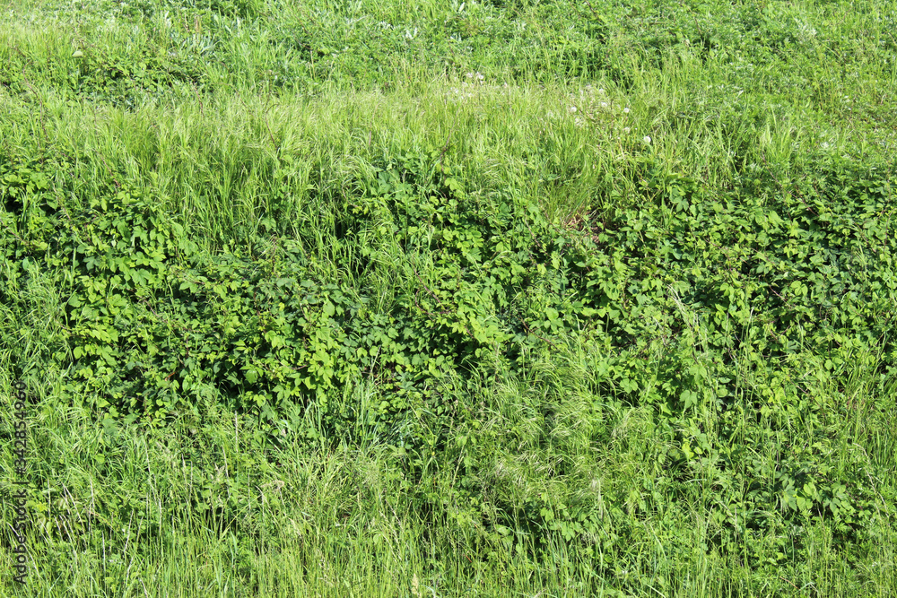 Relaxing green field with grass weed and bushes in spring Relaxing green field with grass weed and bushes in spring