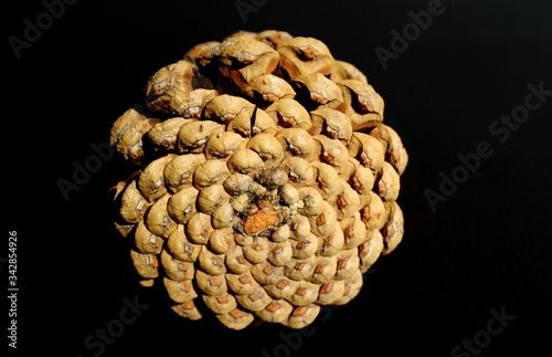 Detail of the fractal geometry of a pine cone