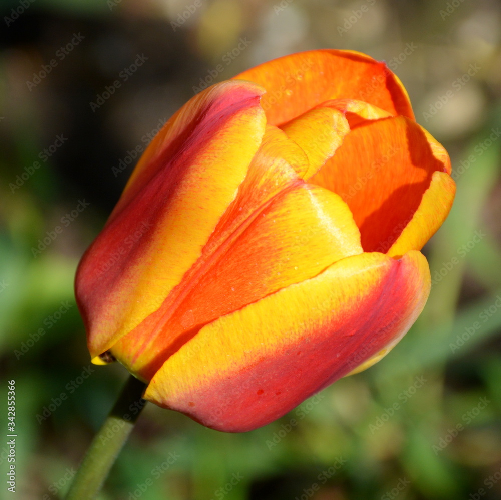 Tulip. Nice flower in early spring. The first flowers appear in spring season Tulip. Nice flower in early spring. The first flowers appear in spring season
