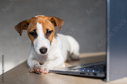 The thoroughbred dog lies on a desktop. Sad shorthair puppy Jack Russell Terrier works at a laptop. © Михаил Решетников