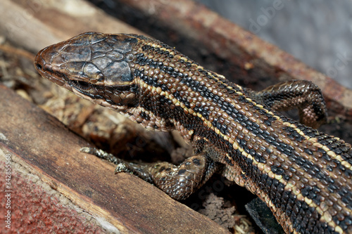 Wild brown lizard. Brown lizard close-up in the wild. Scales of a lizard close-up.
