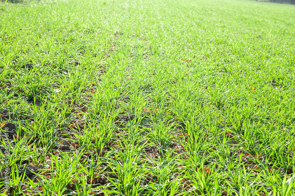 Closeup of young cereal growing on the field Closeup of young cereal growing on the field