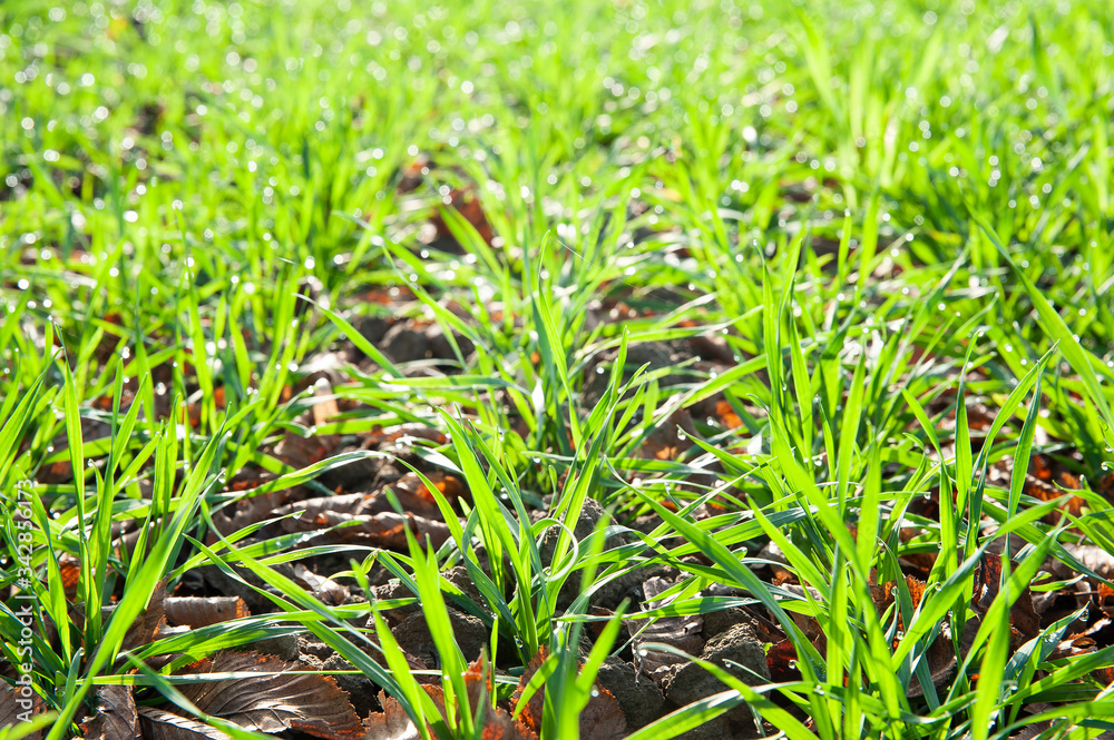 Closeup of young cereal growing on the field