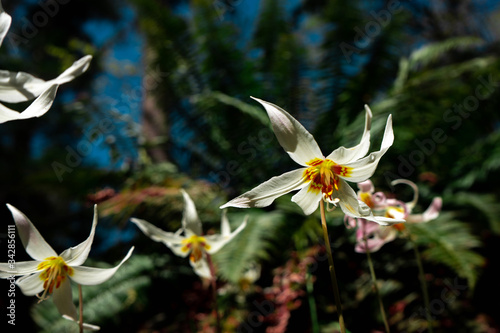 White fawn-lily