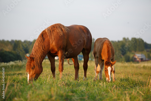Tableau sur toile horse and a foal in the meadow