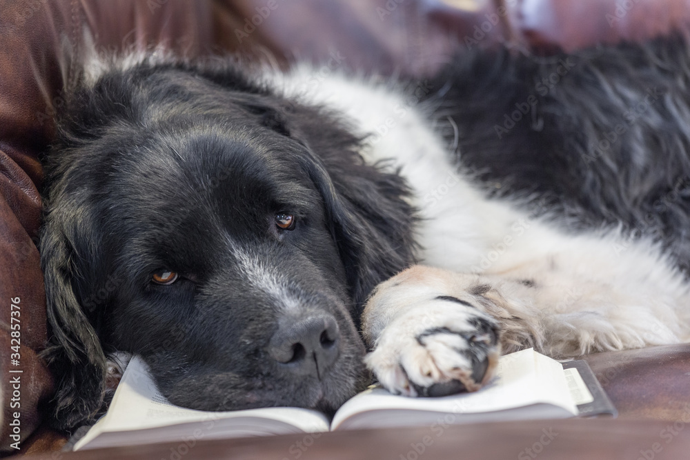 A newfoundland dog laying on a book