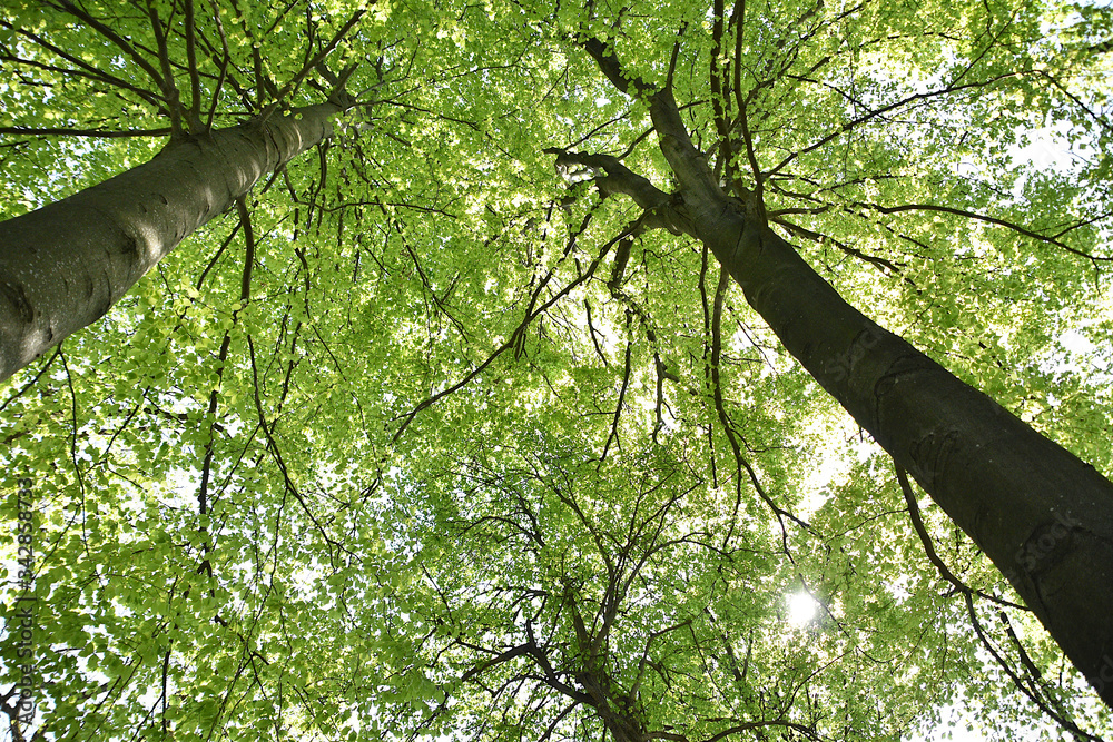 Fototapeta premium Three tall trees in a park