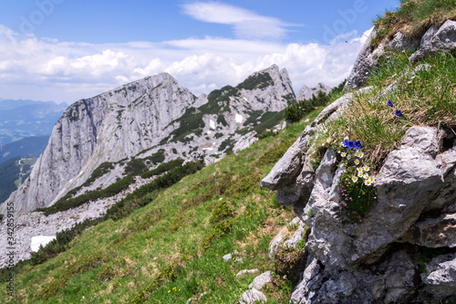 Alpine mountain wildflowers near top of the Grosser Donnerkogel Mountain in Alps, Gosau, Gmunden district, Upper Austria federal state, sunny summer day, clear blue sky, exploration wanderlust concept