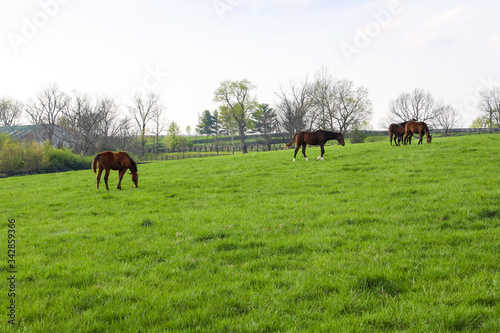 Green pastures of horse farms. Spring country landscape. © volgariver