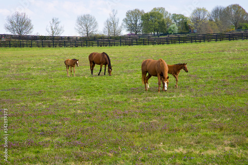 Mare with her foal on pastures of horse farm. Spring country landscape.