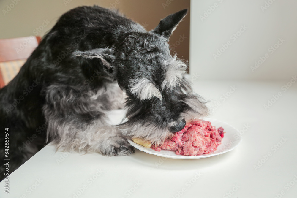 A hungry dog eats raw meat from plate. A bad dog steals meat from a