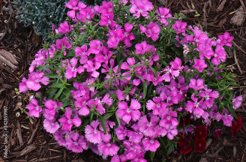 Pink Garden Flowers