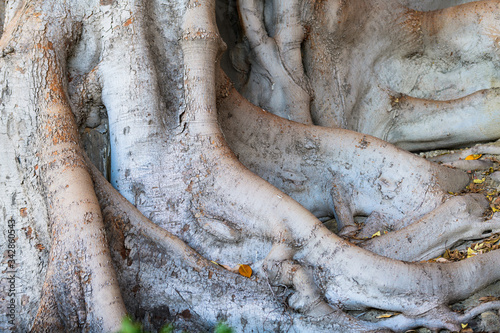 Huge Ficus in Canalejas Park. Alicante. Spain