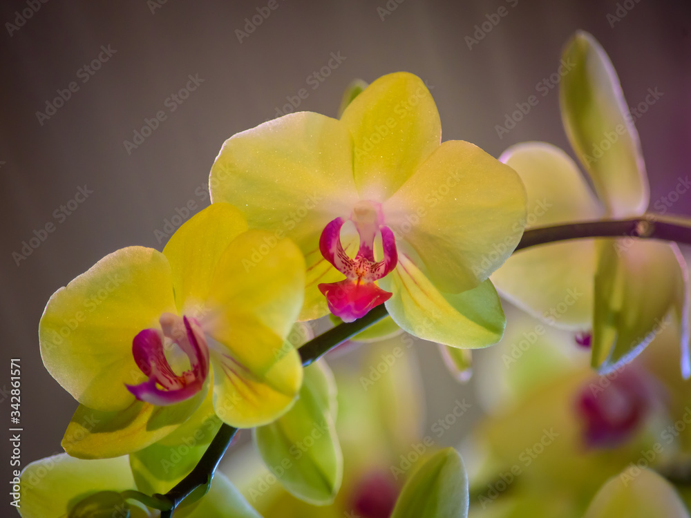 Fototapeta premium Orchid