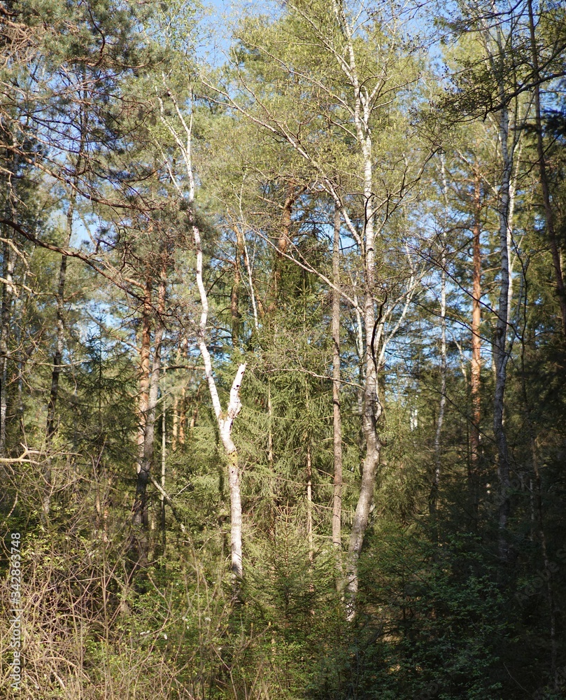Fototapeta premium Moor-Lichtung im Frühling mit schöner Birke