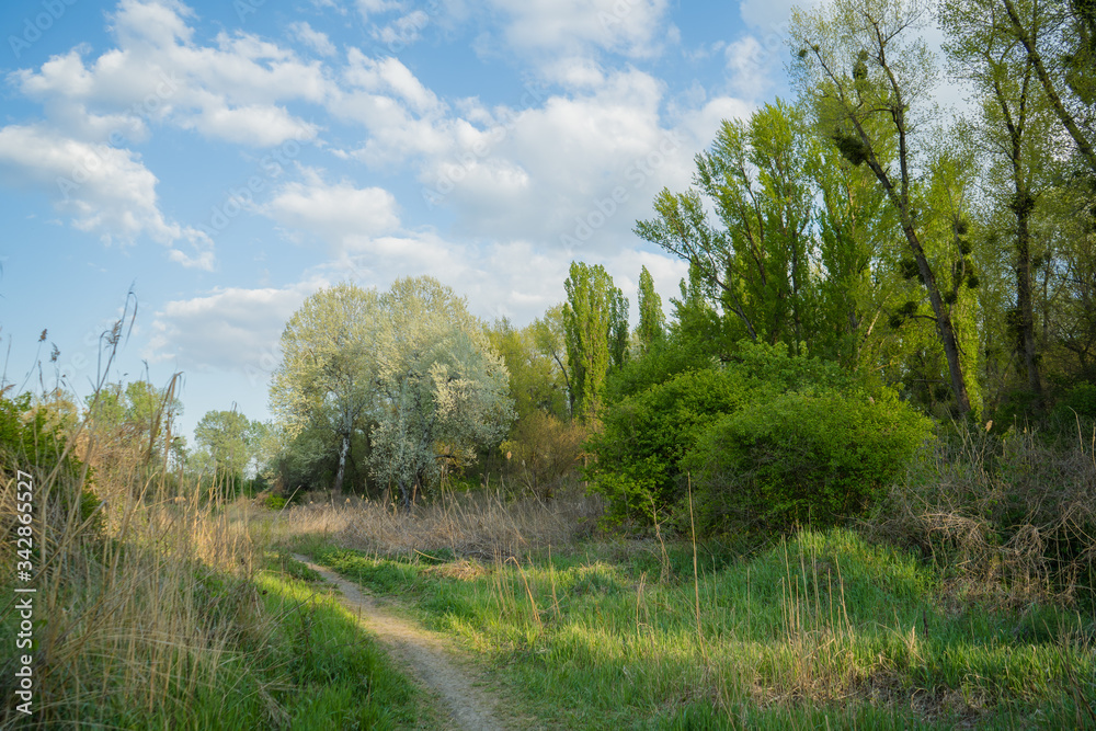 Rural road in a beautiful mysterious forest in the morning