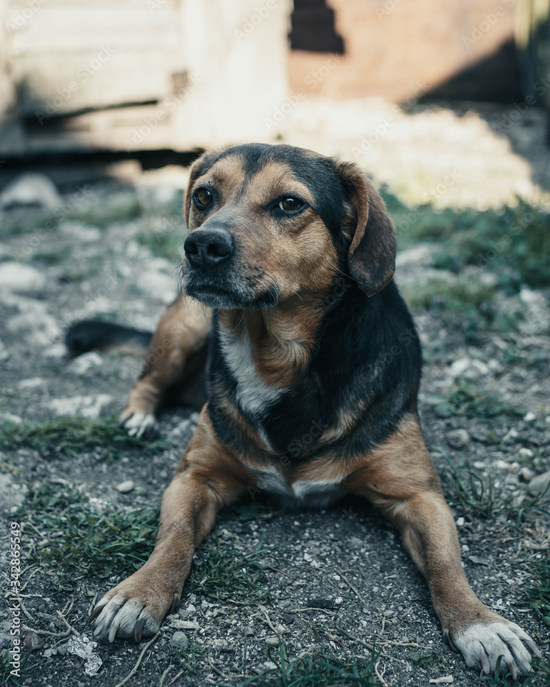 Stray dog who wants to be free