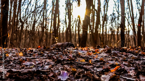 Canvas Print Calming brown leaves with soft sunset coloured lens flare going through multiple trees