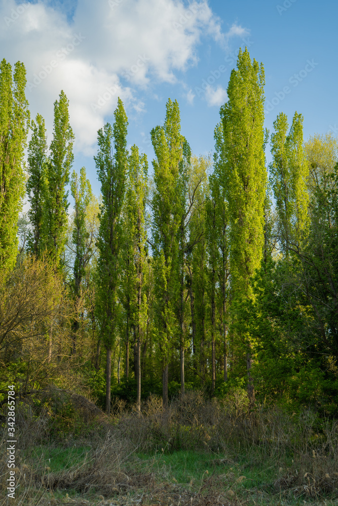 Rural road in a beautiful mysterious forest in the morning Rural road in a beautiful mysterious forest in the morning