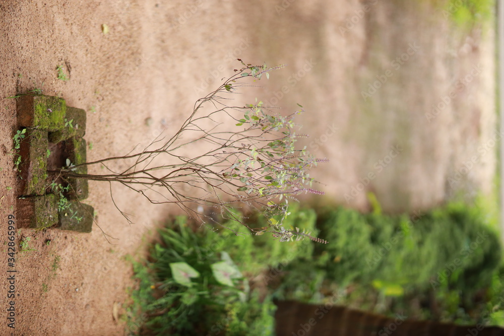 Holy Basil plant or tulsi - Scientific name Ocimum tenuiflorum . commonly known as holy basil or tulsi,It is native to the Indian subcontinent and Southeast Asian tropics. Basil leaf healthy for human Holy Basil plant or tulsi - Scientific name Ocimum tenuiflorum . commonly known as holy basil or tulsi,It is native to the Indian subcontinent and Southeast Asian tropics. Basil leaf healthy for human