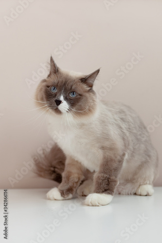 Siberian cats, white neva masquerade. Trimmed cat on a light background