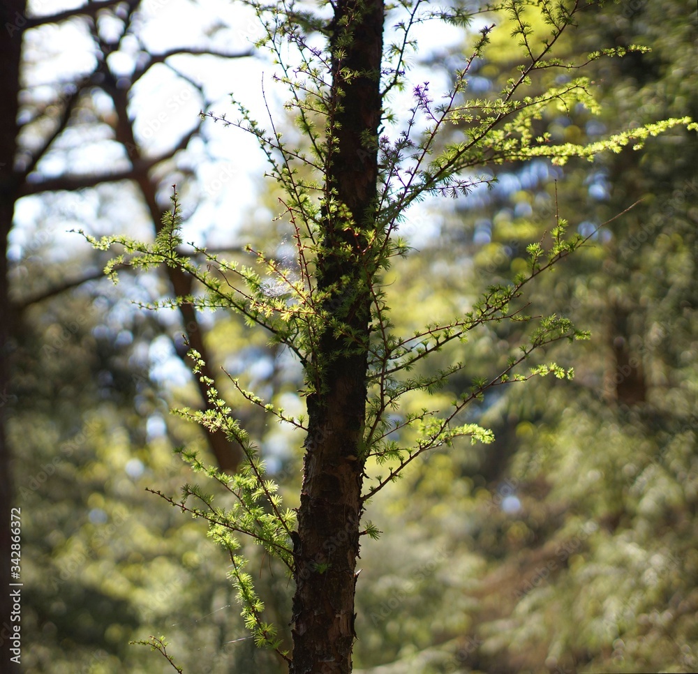 Obraz premium Lichtspiele im Willinger Filz