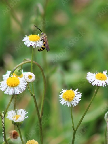 Bee and Chamomile