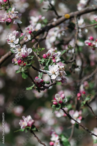 flowers on a tree branch, blooming gardens, close-up.