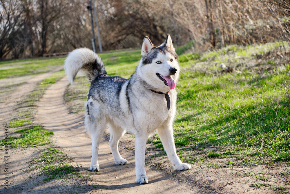Portrait of a Siberian husky dog with multicolored eyes in a nature Park.