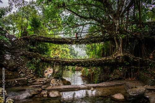 The well known signature double Decker living root bridges formed of living plant roots by shaping the tree roots. Winter trek to Nongriat village in east Khasi hills of Meghalaya  India.