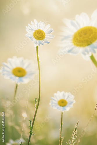 Lush flowering daisies in the meadow. © Ann Stryzhekin