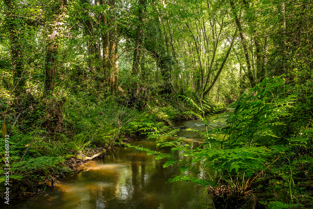 Forest river with big vegetation