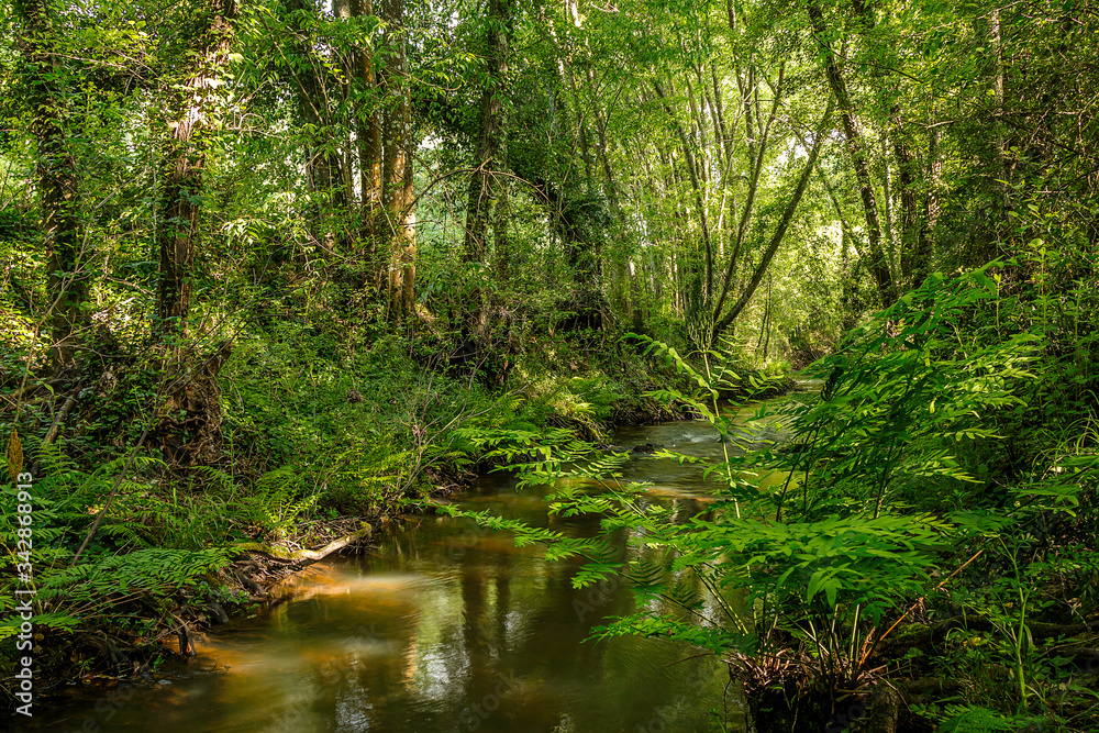 Forest river with big vegetation Forest river with big vegetation