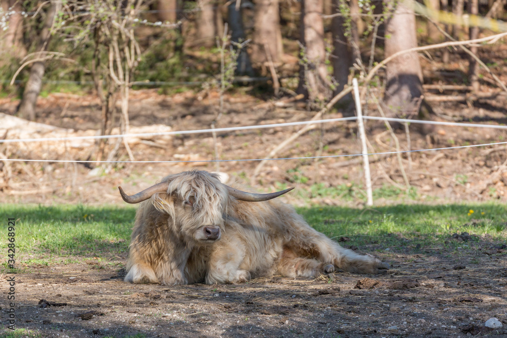 White colored scottish highland cow taking a rest underneath the shadow of a tree White colored scottish highland cow taking a rest underneath the shadow of a tree