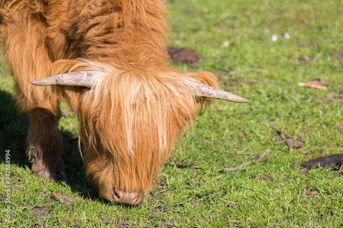 Close up of head of a grazing calf (Scottish Highland Breed) photo