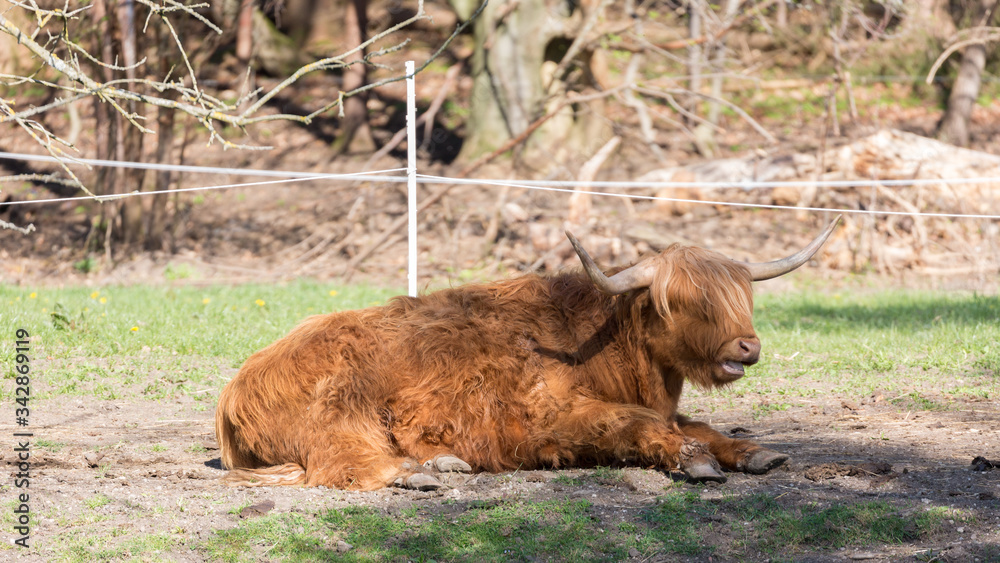 Scottish highland cow with red - brown fur taking a rest and chewing grass Scottish highland cow with red - brown fur taking a rest and chewing grass