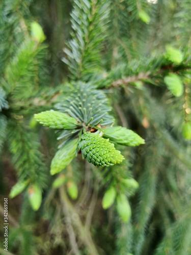Serbian spruce tree macro detail