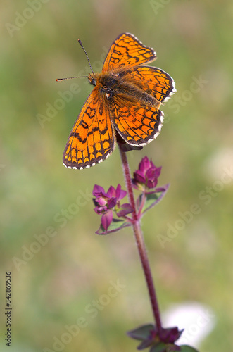 Melitaea cinxia, Glanville Fritillary butterfly on wild flower