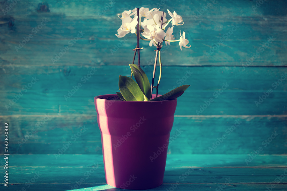 Φωτογραφία Beautiful light on white orchid flower in purple flowerpot on blue vintage woode
