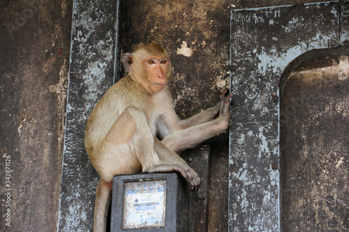 Monkey sitting at an electric meter in Lopburi
