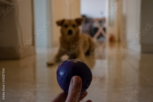 Rome, April 16, 2020. The dog enjoys playing with the ball at home, sniffs it and then tries to catch it.