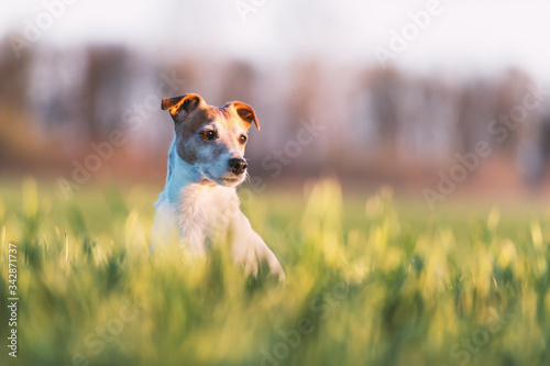 Jack russel terrier on green field. Happy Dog with serious gaze