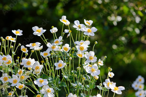 Foto Natural floral background with fresh Japanese Anemone (Anemone hupehensis) 'Honorine Jobert' blooming small flowers, macro, and blurred green foliage