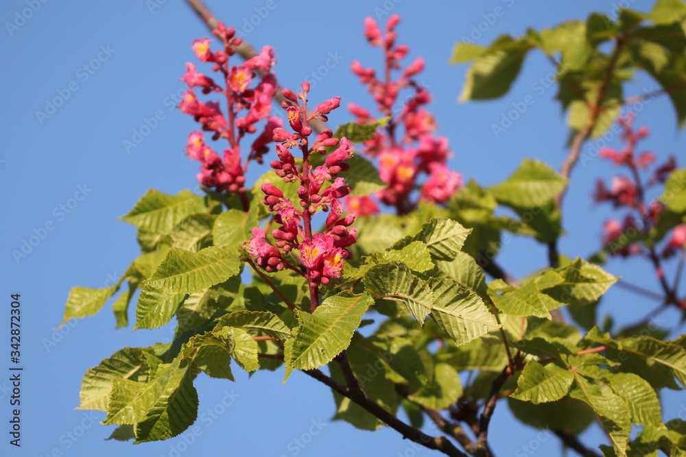 Kastanienbaum mit roten Blüten Kastanienbaum mit roten Blüten