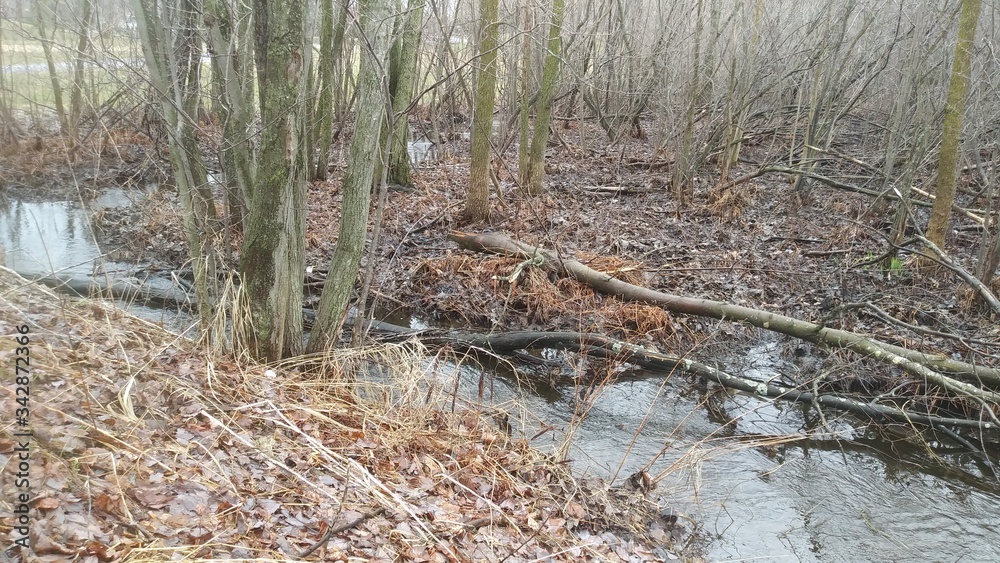 Réveil du printemps Réveil du printemps