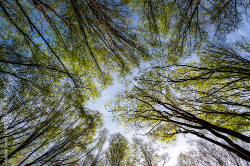 Fototapeta Naklejka Na Ścianę i Meble -  Wiosna w lesie. Las Zwierzyniecki, Białystok, Podlasie, Polska