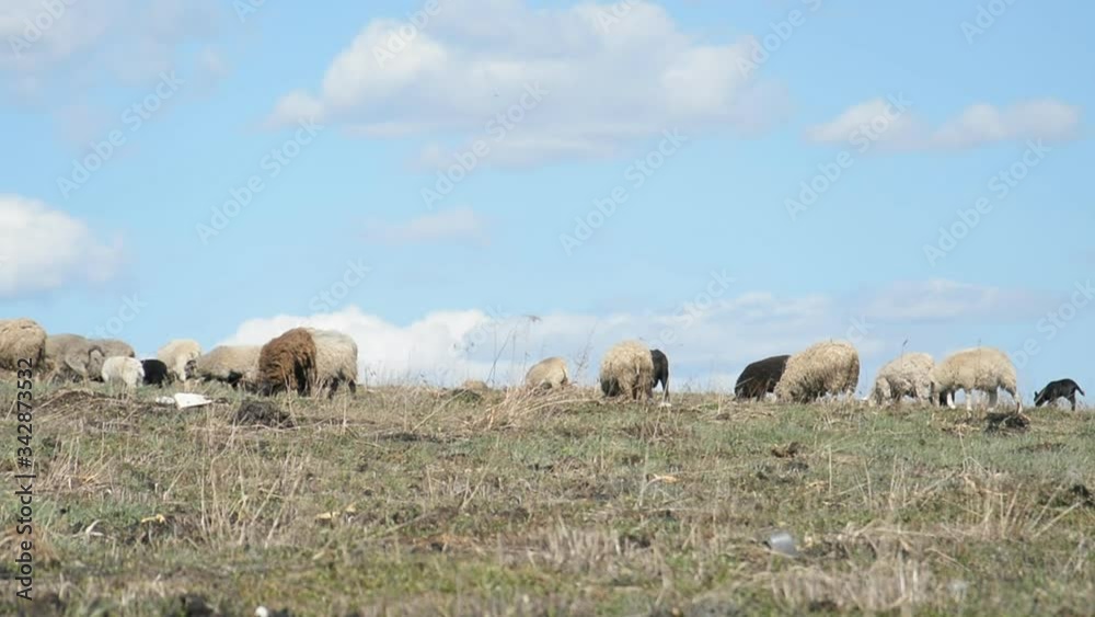 Very calming morning landscape with sheep in meadow Very calming morning landscape with sheep in meadow