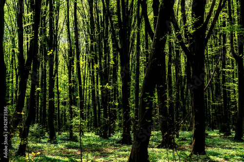 Wiosna w lesie. Las Zwierzyniecki  Bia  ystok  Podlasie  Polska