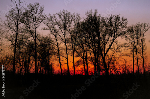 Fototapeta Naklejka Na Ścianę i Meble -  sunset in the forest