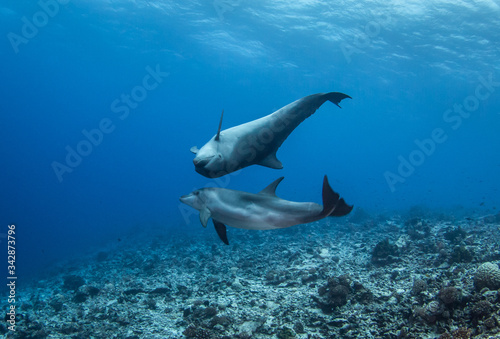 dolphins in the blue
